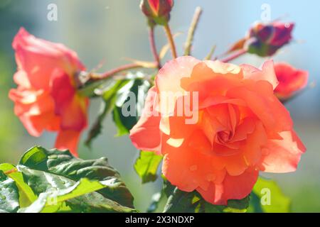 Primavera nel giardino mediterraneo: Fiori di rosa in fiore con petali d'arancio Foto Stock