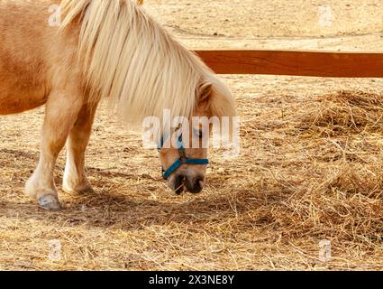 In estate, in miniatura, il pony delle shetland corre sul campo Foto Stock