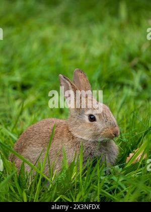 Un coniglio selvatico che si nutre di erba Foto Stock