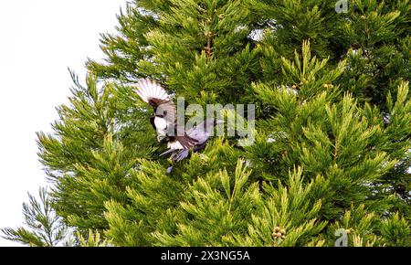 Dundee, Tayside, Scozia, Regno Unito. 28 aprile 2024. Meteo nel Regno Unito: In una mattina di primavera fredda ma luminosa, i magpies dalla coda lunga attaccano un corvo gigante vicino al loro albero sempreverde nidificante a Dundee, in Scozia. Crediti: Dundee Photographics/Alamy Live News Foto Stock