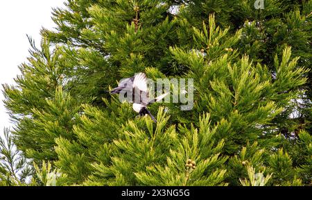 Dundee, Tayside, Scozia, Regno Unito. 28 aprile 2024. Meteo nel Regno Unito: In una mattina di primavera fredda ma luminosa, i magpies dalla coda lunga attaccano un corvo gigante vicino al loro albero sempreverde nidificante a Dundee, in Scozia. Crediti: Dundee Photographics/Alamy Live News Foto Stock