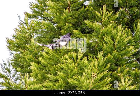 Dundee, Tayside, Scozia, Regno Unito. 28 aprile 2024. Meteo nel Regno Unito: In una mattina di primavera fredda ma luminosa, i magpies dalla coda lunga attaccano un corvo gigante vicino al loro albero sempreverde nidificante a Dundee, in Scozia. Crediti: Dundee Photographics/Alamy Live News Foto Stock