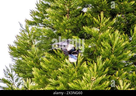 Dundee, Tayside, Scozia, Regno Unito. 28 aprile 2024. Meteo nel Regno Unito: In una mattina di primavera fredda ma luminosa, i magpies dalla coda lunga attaccano un corvo gigante vicino al loro albero sempreverde nidificante a Dundee, in Scozia. Crediti: Dundee Photographics/Alamy Live News Foto Stock