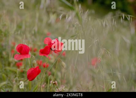 Red Poppies in Bloom Among Wild Grass Field - vibranti fiori selvatici estivi Foto Stock