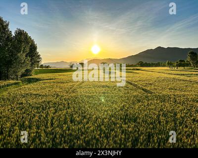 Tramonto luminoso sul verde campo di grano nella campagna pakistana. Foto Stock