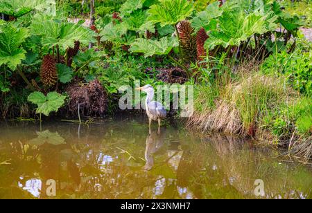 A Grey Heron, Ardea cinerea, in piedi in uno stagno di rabarbaro gigante brasiliano, Gunnera manicata, RHS Garden Wisley, Surrey, Inghilterra sud-orientale in primavera Foto Stock