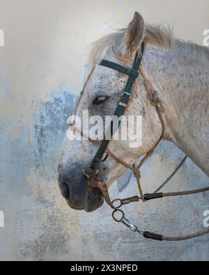 Foto ravvicinata di una testa di cavallo scattata mentre era legata fuori da una casa nelle strade secondarie della città vecchia, Trinidad, Cuba Foto Stock