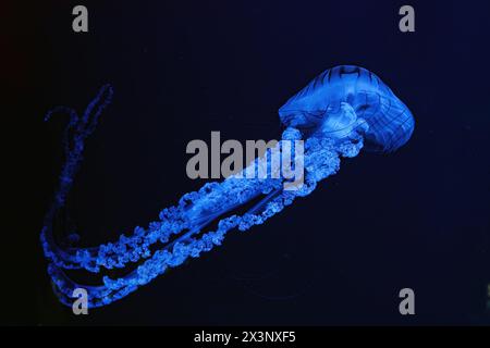 Jellifish ortica sudamericana, Chrysaora plocamia che nuota nelle acque scure di una vasca acquaria con luce blu al neon. Organismo acquatico, animale, indonesiano Foto Stock