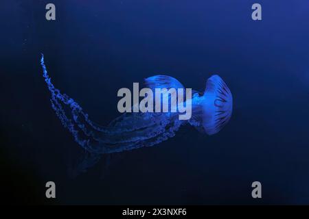 Jellifish ortica sudamericana, Chrysaora plocamia che nuota nelle acque scure di una vasca acquaria con luce blu al neon. Organismo acquatico, animale, indonesiano Foto Stock