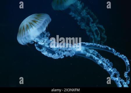 Jellifish ortica sudamericana, Chrysaora plocamia che nuota nelle acque scure di una vasca acquaria con luce blu al neon. Organismo acquatico, animale, indonesiano Foto Stock