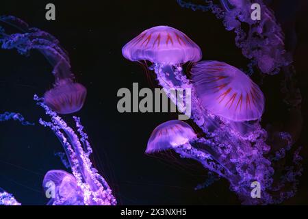 Gruppo di Jellifish ortica marina sudamericana, Chrysaora plocamia che nuota nelle acque scure della vasca dell'acquario con luce al neon rosa. Organismo acquatico, anima Foto Stock