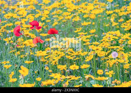 Campo di fiori gialli Coreopsis lanceolata, Lanceleaf Tickseed o Maiden's eye fioritura in estate. Natura, pianta, fondo floreale. Giardino, prato Foto Stock