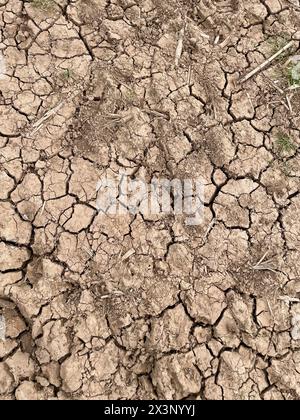 crepe e bucce di mais in un ruishton di campagna vicino a taunton somerset inghilterra regno unito Foto Stock