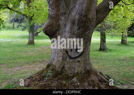 Bellissimo vecchio albero con una faccia sorridente dipinta su di esso. Foto Stock