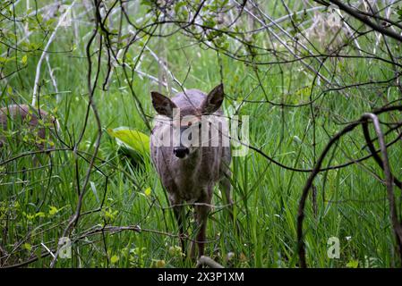 Whitetail in Pennsylvania Foto Stock