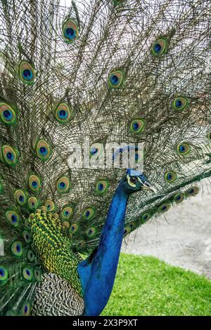 Di lato, primo piano di un pavone blu che mostra una magnifica coda irridescente. Foto Stock