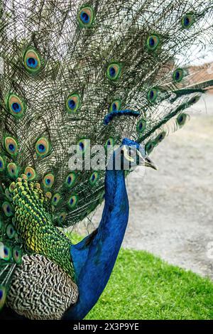 Di lato, primo piano di un pavone blu che mostra una magnifica coda irridescente. Foto Stock