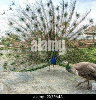 Una peahen fotobombe una fotografia di un pavone con la coda allungata. Foto Stock