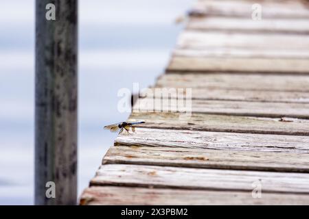 Una libellula blu si appoggia leggermente su un molo di legno accanto a un lago. Presa a Washburn County, Wisconsin Foto Stock