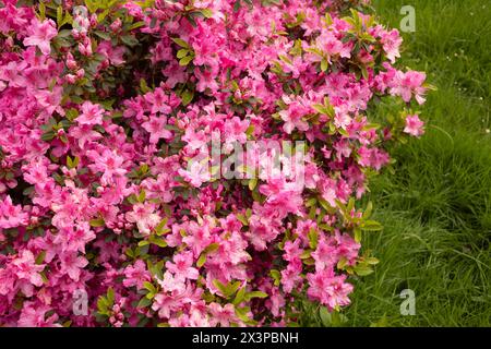 bellissimo rododendro rosa in primavera Foto Stock