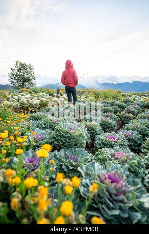 Panoramica della fattoria di fiori ad Atok, Benguet, nella provincia montana delle Filippine. Foto Stock