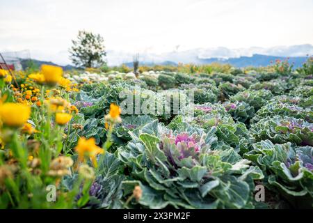 Panoramica della fattoria di fiori ad Atok, Benguet, nella provincia montana delle Filippine. Foto Stock