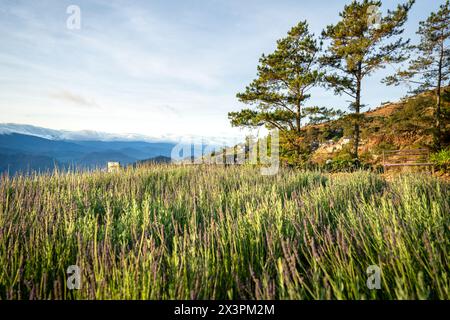 Panoramica della fattoria di fiori ad Atok, Benguet, nella provincia montana delle Filippine. Foto Stock