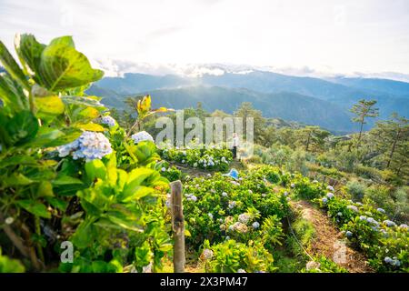 Panoramica della fattoria di fiori ad Atok, Benguet, nella provincia montana delle Filippine. Foto Stock