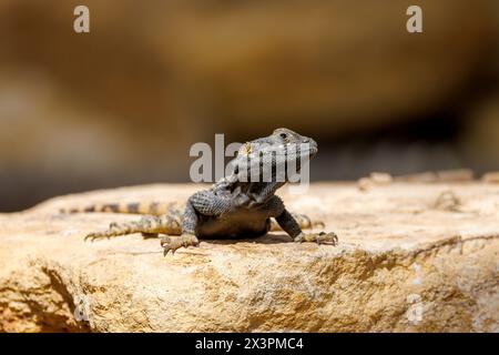 Una lucertola agama, stellagama stellio, su una roccia. Noto anche come agama roccia a coda di rondine o drago dipinto. Foto Stock