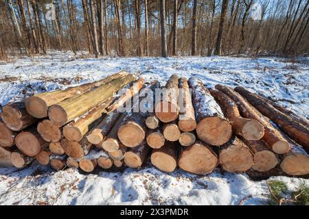 Tronchi di alberi tagliati nella foresta invernale, giorno di febbraio soleggiato, Polonia orientale Foto Stock