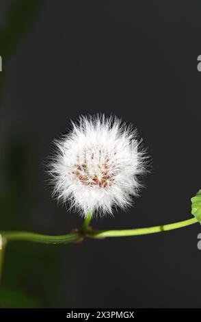 Piccoli angeli o dandelioni in un giardino a Barcellona, Catalunya, Spagna, Europa Foto Stock