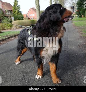 Un cane da montagna Bernese distratto Foto Stock