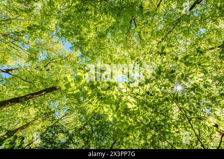 Osservare il sole sbirciare tra gli alberi in una foresta è un'esperienza serena, circondata da piante terrestri e da una varietà di sfumature di verde e. Foto Stock