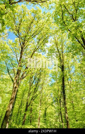 Osservare il sole sbirciare tra gli alberi in una foresta è un'esperienza serena, circondata da piante terrestri e da una varietà di sfumature di verde e. Foto Stock