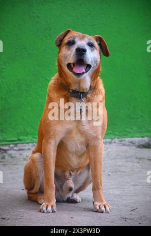 ritratto in studio della testa di un cane medio misto marrone bianco e nero sorridente su sfondo verde Foto Stock