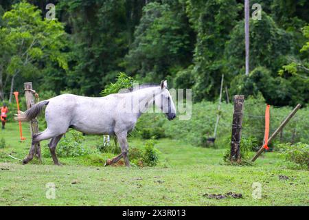 Cavalli all'aperto in una fattoria a Rio de Janeiro, Brasile. Foto Stock