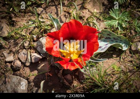 L'unico Tulipano di Greig, Túlipa gréigii, cresce nei deserti e nelle montagne del Tien Shan in Kazakistan. Foto Stock