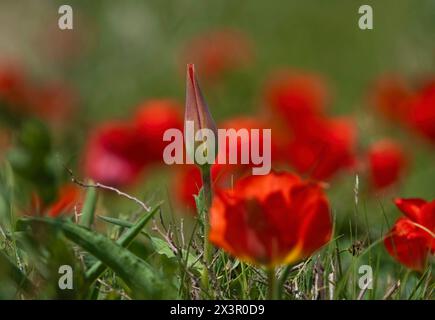 Il tulipano unico di Greig, Túlipa gréigii, cresce nei deserti, nelle steppe e nelle montagne del Tien Shan in Kazakistan. Foto Stock