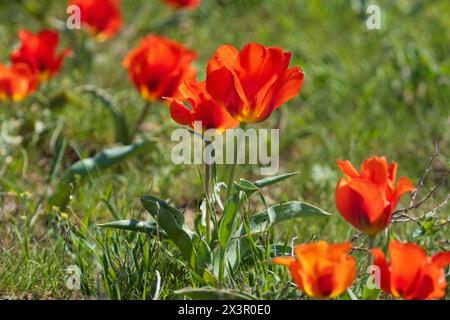 La glade primaverile rossa il tulipano di Greig, Túlipa gréigii, cresce nei deserti, nelle steppe e nelle montagne del Tien Shan in Kazakistan. Foto Stock