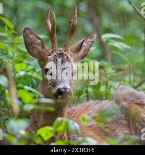 Capreolus capreolus capreolus, un capriolo europeo, adulto, riposa nella foresta. Foto Stock