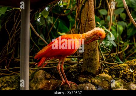 Acquario di Genova. Grande oceanario vicino al porto: Acquari con un ecosistema ricreato, animali d'acqua dolce e marini. Genova, Liguria, Italia 26.04. Foto Stock