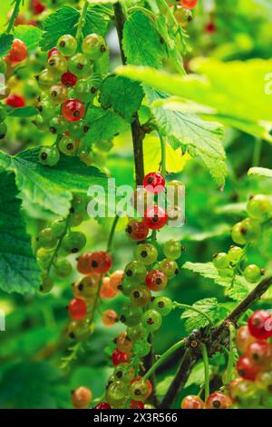 Ribes rubrum, arbusto con frutti di bosco Foto Stock