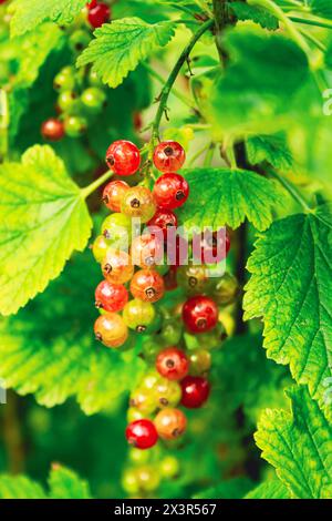 Ribes rubrum, arbusto con frutti di bosco Foto Stock