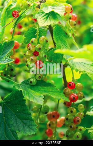 Ribes rubrum, arbusto con frutti di bosco Foto Stock