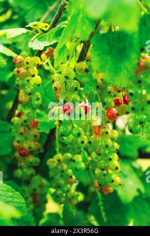 Ribes rubrum, arbusto con frutti di bosco Foto Stock