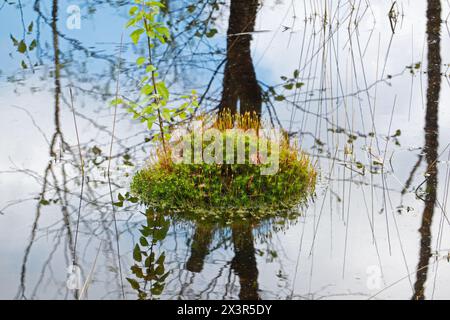 Il muschio del capello di capelli Blooming Bank forma una piccola isola in una palude, ricostruita in acqua. Foto Stock