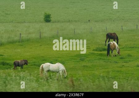 Un gruppo di cavalli pascolano pacificamente su un vivace campo verde. Foto Stock