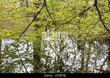 Rami di faggio, con foglie verdi fresche, appesi e riflessi nell'acqua di una palude Foto Stock