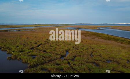 fenicotteri in volo filmati da un drone. magnifico stormo di uccelli fenicotteri che sbattono le ali. Gli animali si trovano nella laguna di Venezia in Italia. Foto Stock