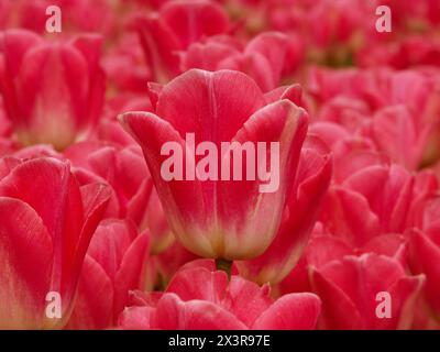 Primo piano di un tulipano olandese rosa in un campo di tulipani rosa in Olanda Foto Stock